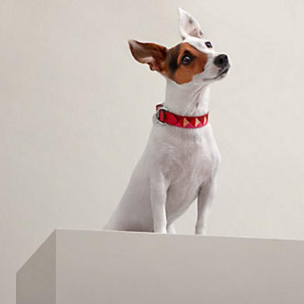 Colorful Swift Calfskin Collar