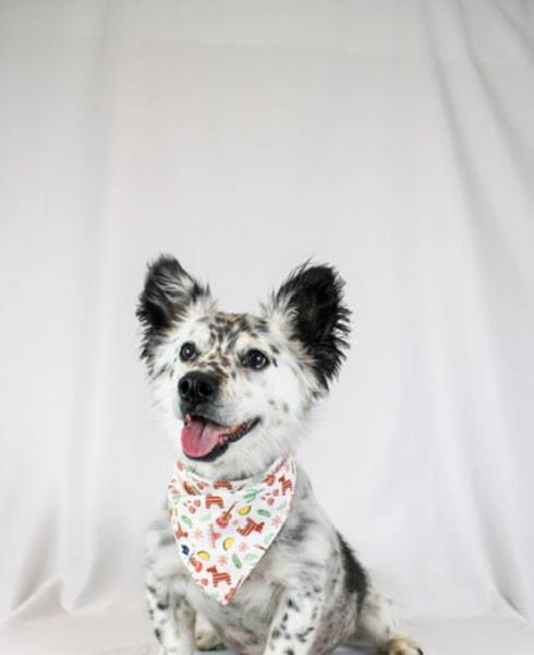 Fiesta Bandana