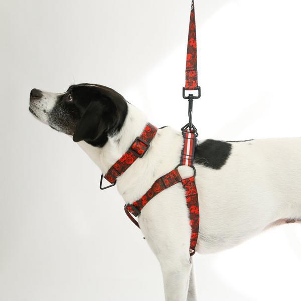Sport Collar