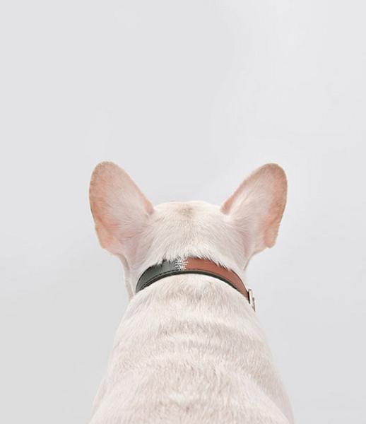 Double Color Embroidered Collar