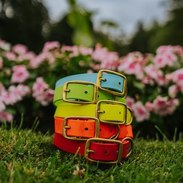 Classic Buckle Collar Package