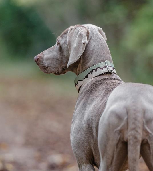 38mm Martingale Collar Sage Beige
