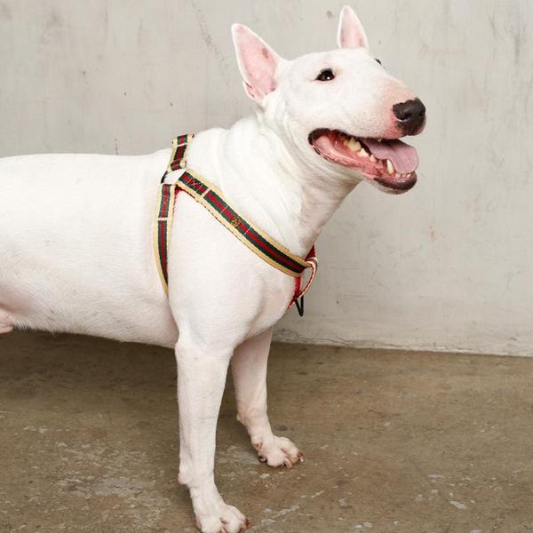 Lightweight Step-In Harness
