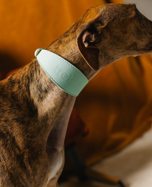 Sighthound Collar