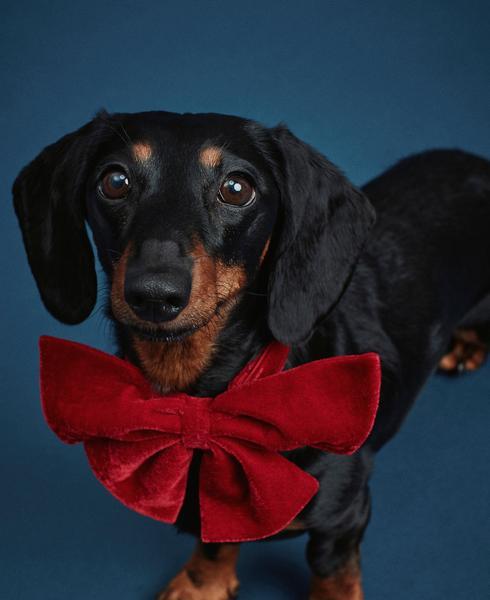 Pre-Tied Velour Bow Tie