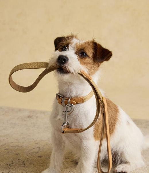 Tan Brown Leather Lead