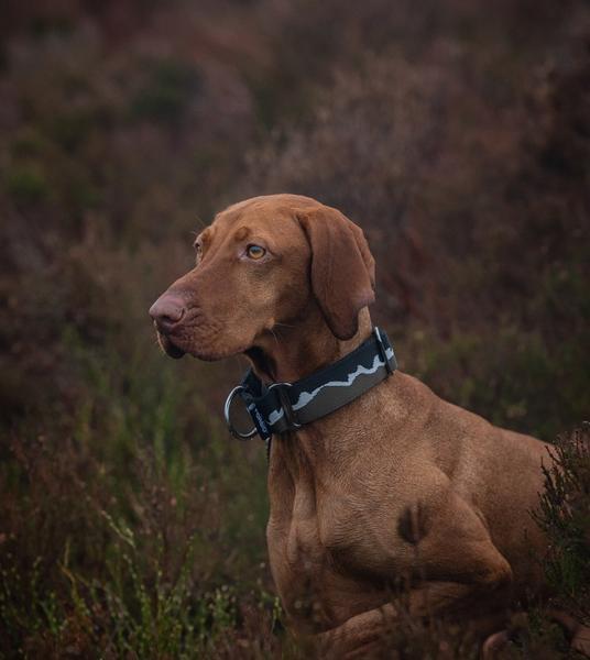 Martingale Collar Mount Forbid Black And Khaki