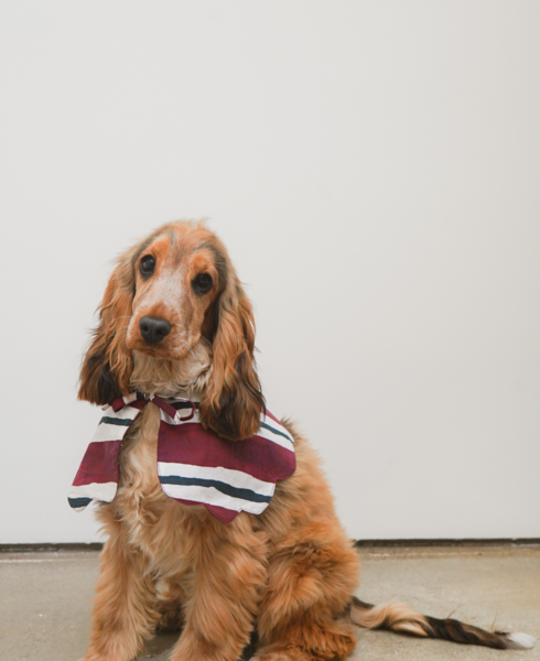 Burgundy Stripe Adjustable Collar