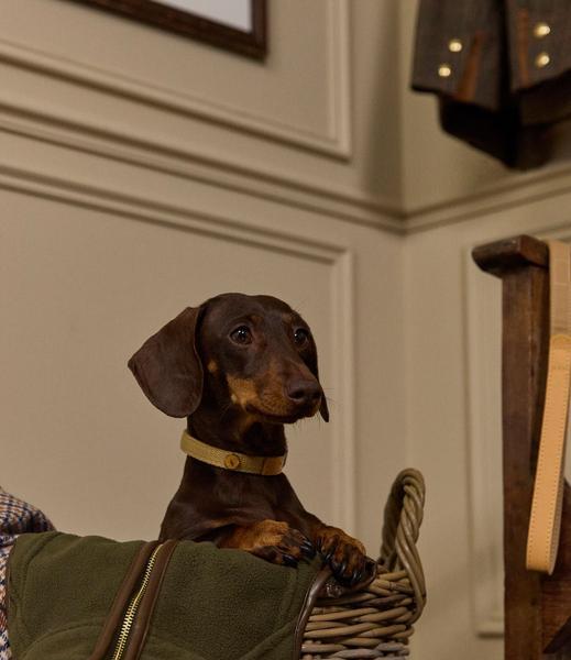 Tan Brown Leather Pet Collar
