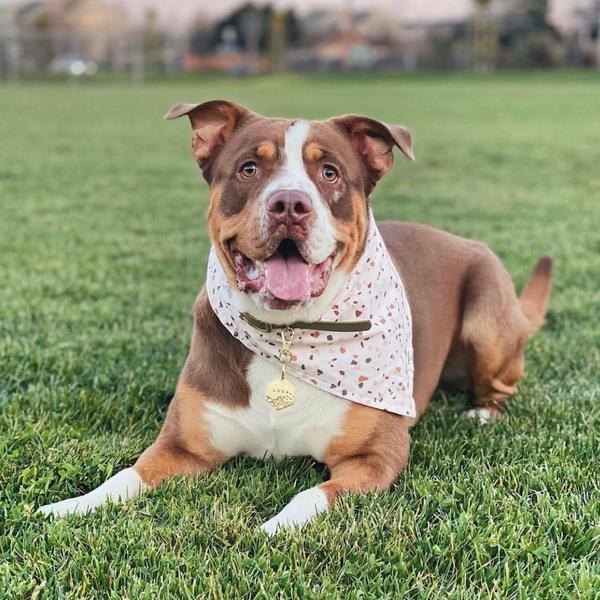 Desert Terrazzo Bandana
