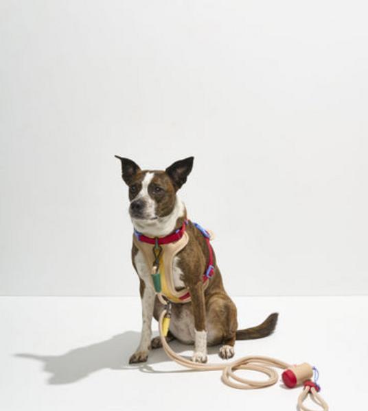 Step-In Harness Walk Kit