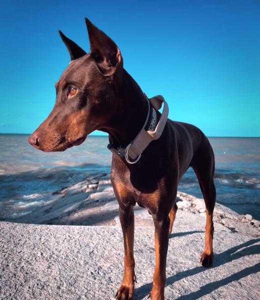 2 Inch Tactik Collar with Handle