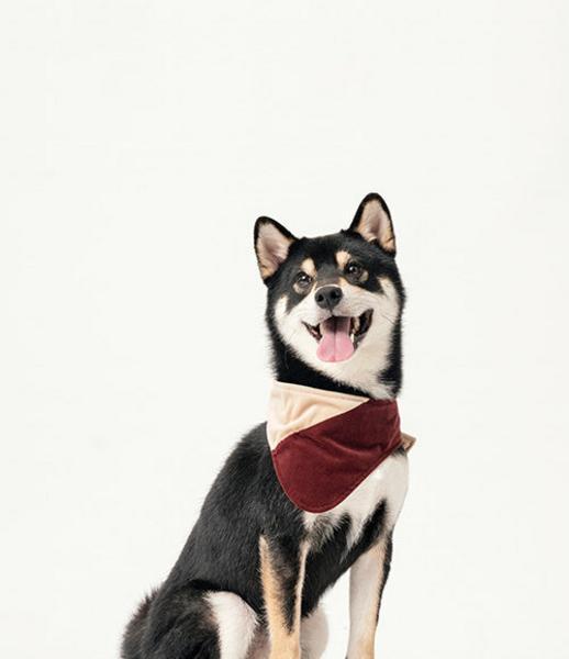 2 in 1 Bandana Collar