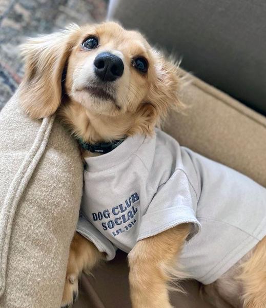 Dog Embroidered Tee