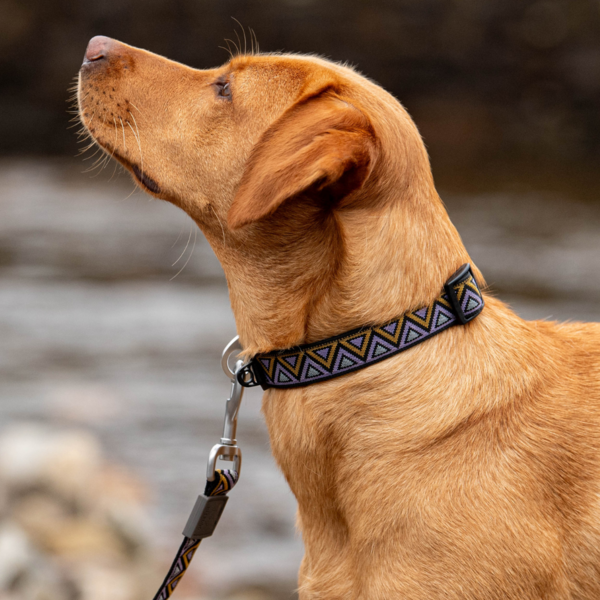 Erysimum Adjustable Outdoor Collar with Jacquard Webbing