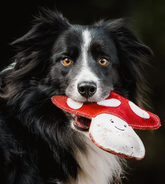 Mushroom Shaped Eco Toy