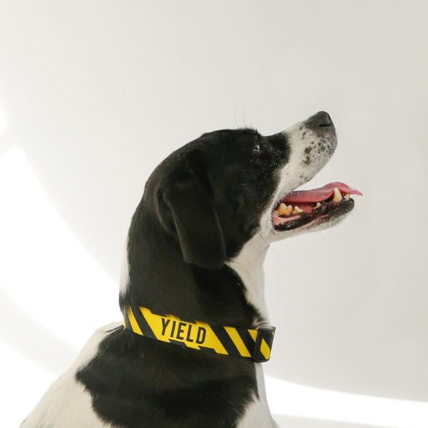 Sport Collar