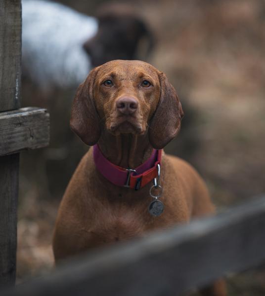 Martingale Collar Pink & Orange