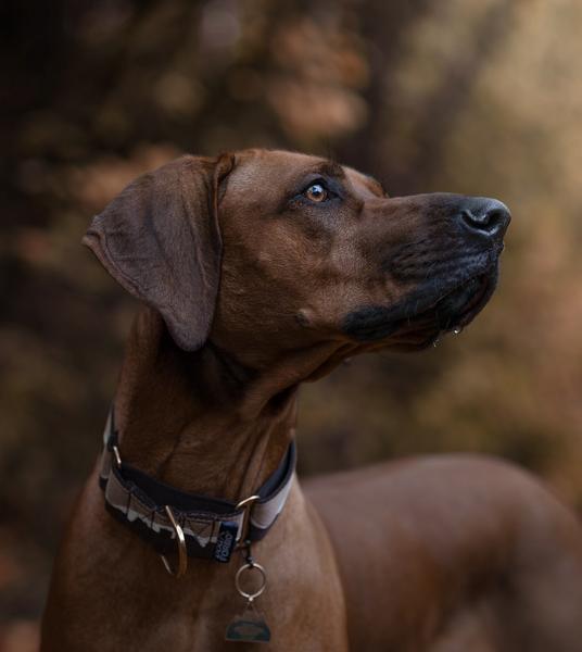 Martingale Collar Great Hound Ridge Double Brown
