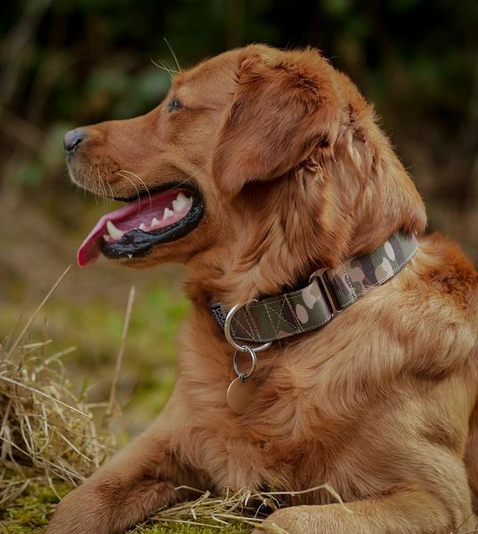 38mm Martingale Collar Camo And Khaki