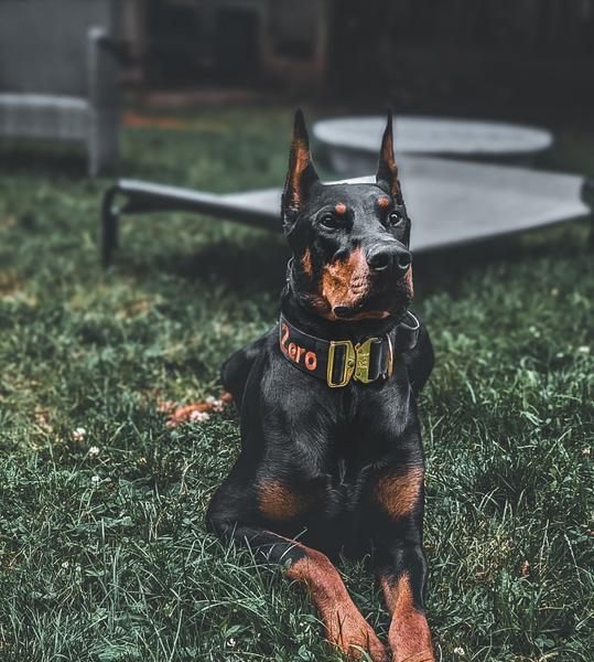 2" Tacti Luxe Collar