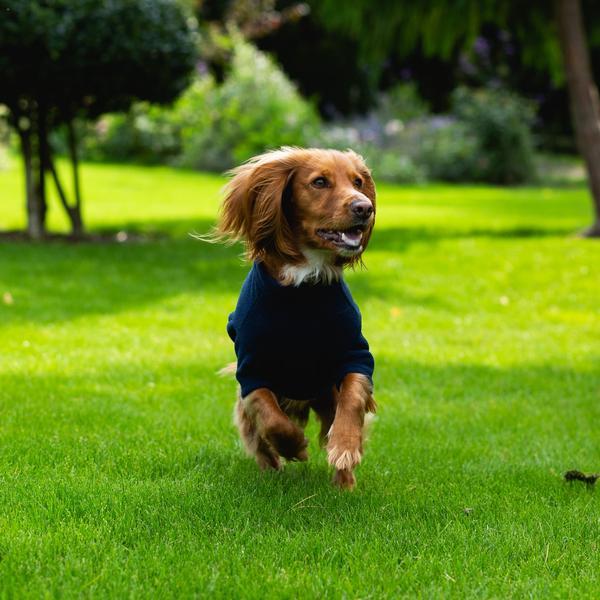Spaniel Coat