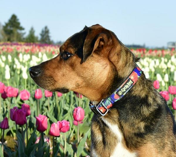 Regular Collar Red Tulip Metal Latch Lock