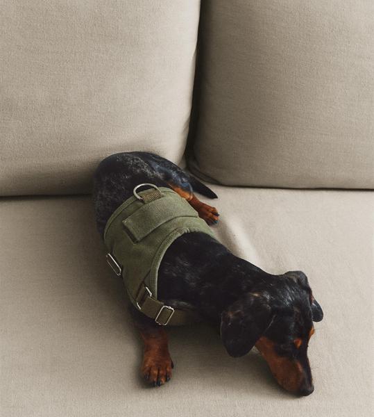 Walking Harness