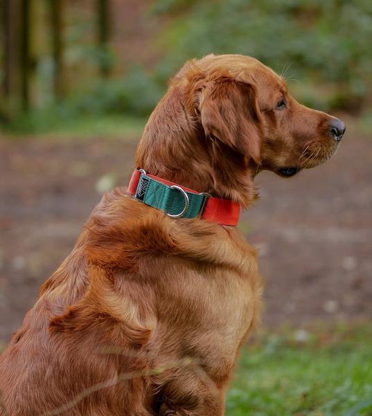 Martingale Collar Green and Orange
