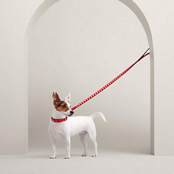 Medor Colorful Leash