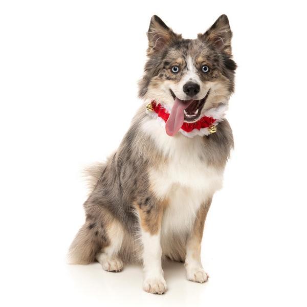 Jingle Bells Collar