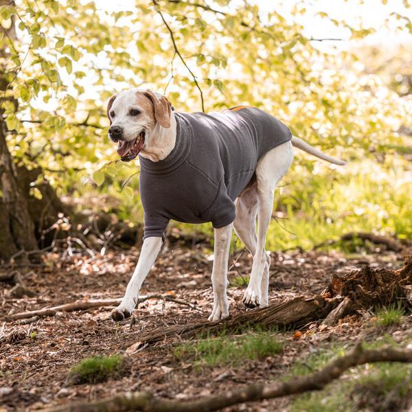 Pointer Coat