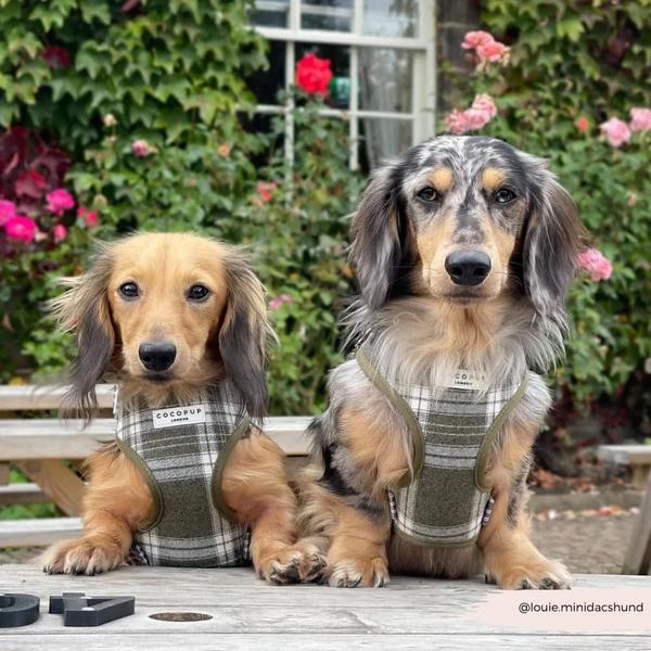 Olive Check Adjustable Neck Harness