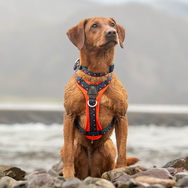 Bold Airflow Harness