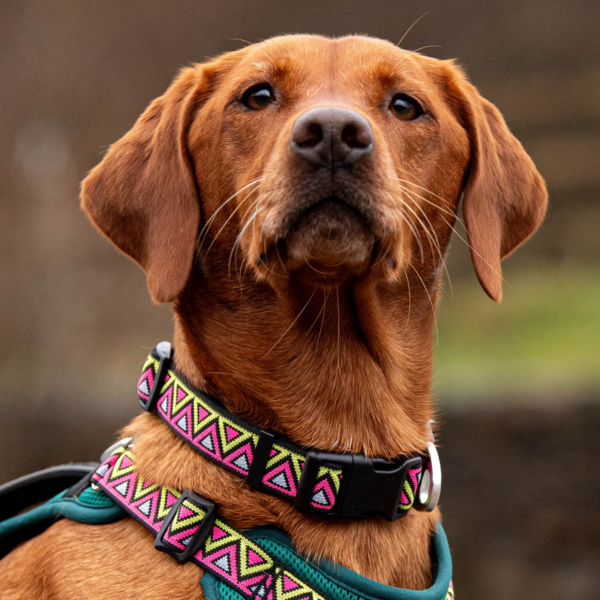 Lantana Adjustable Jacquard Collar with Neoprene Lining