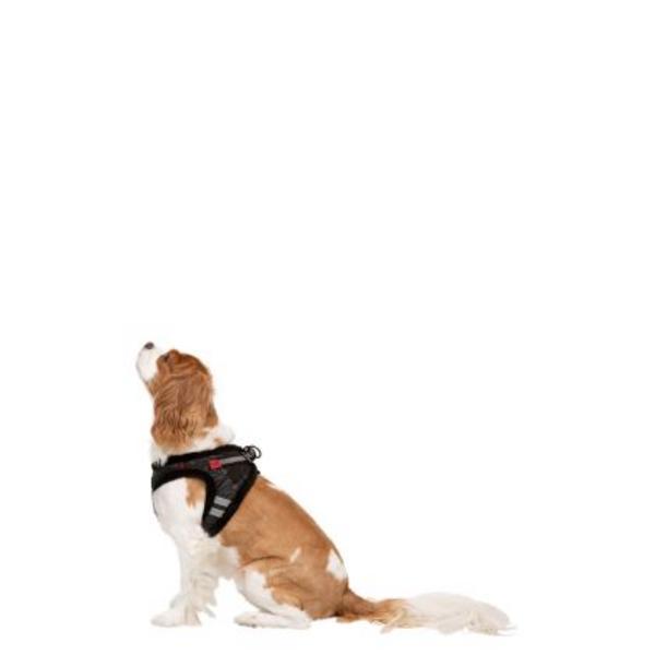 Harness Lola
