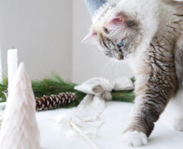 Magical Cat Toy Wand