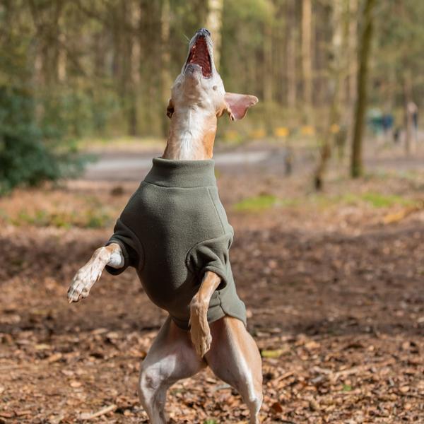 Lurcher Coat