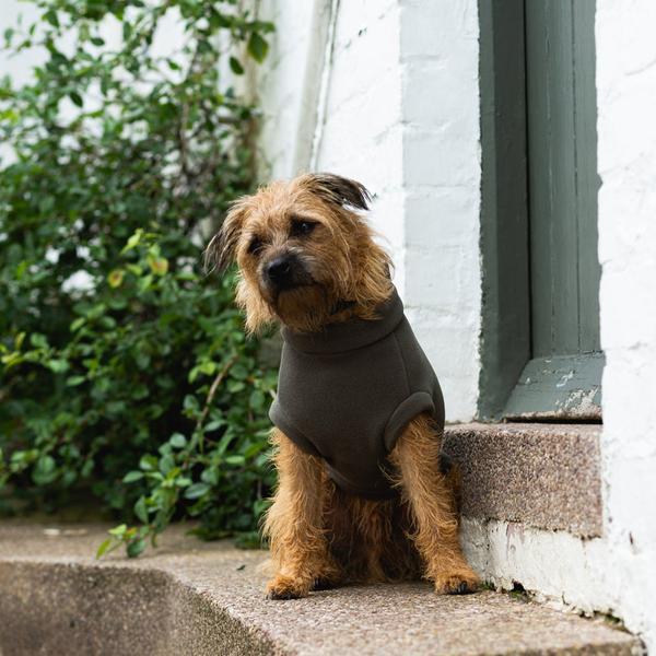 Large Terrier Coat