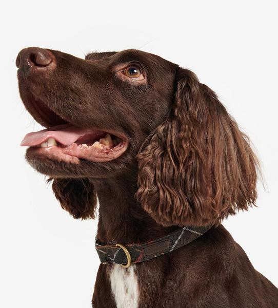 Tartan Webbing Collar