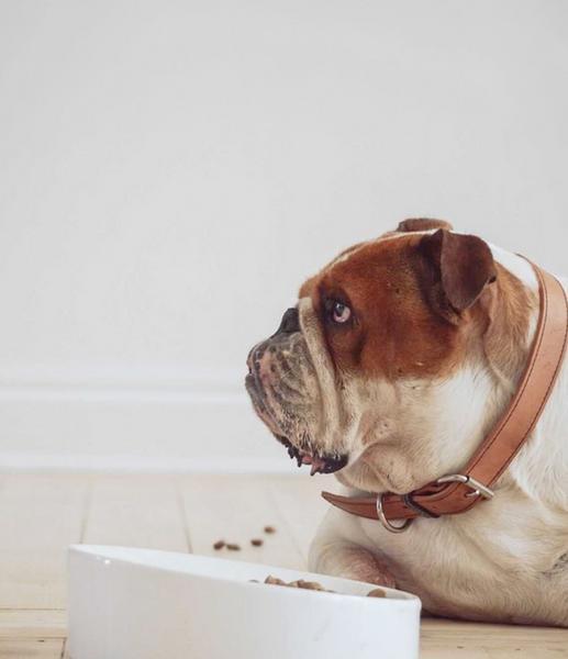 Flat-Faced Ceramic Pet Bowl