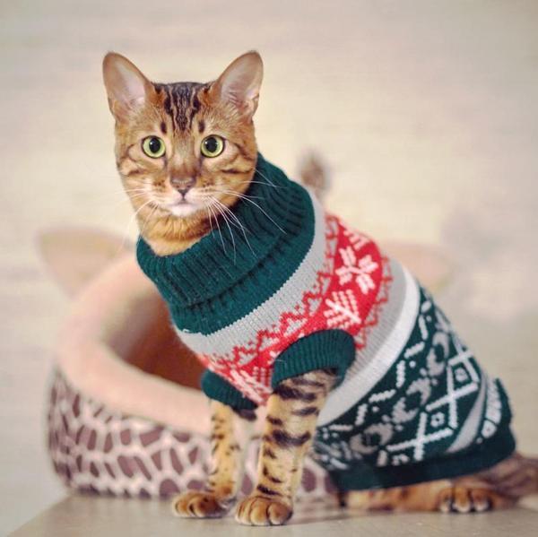 Cozy Winter Sweater