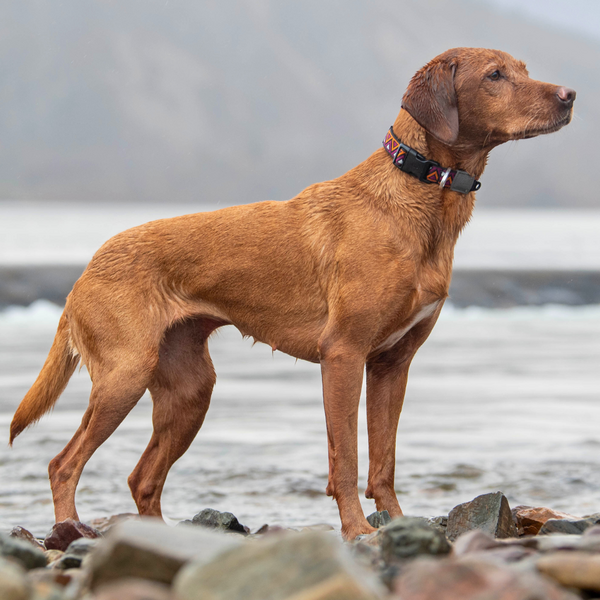 Adjustable Jacquard Collar