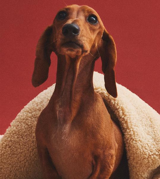 Small Checked Pet Blanket