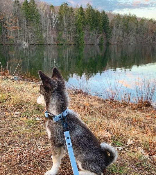 Signature Waterproof Collar with Single-Click Buckle