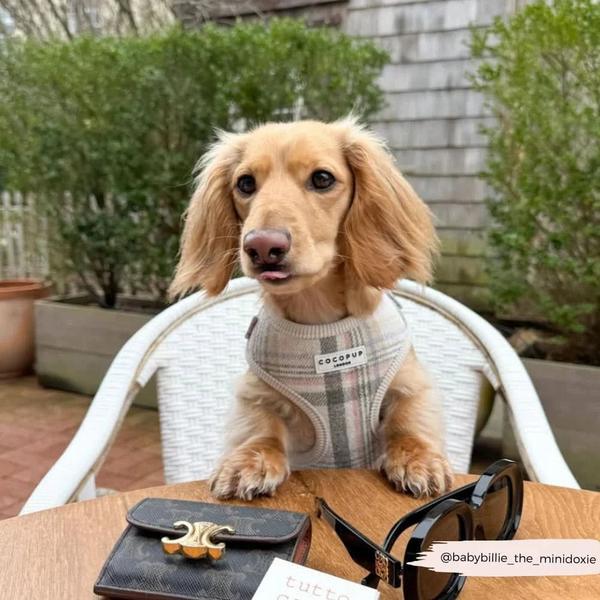 Oxford Plaid Adjustable Neck Harness