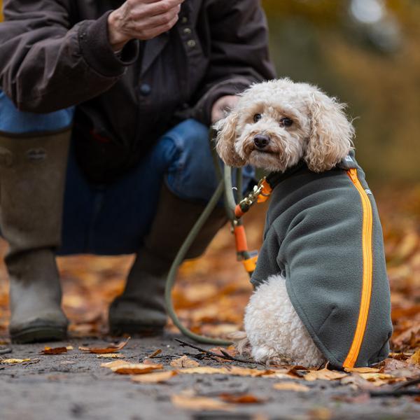 Toy Poodle Coat