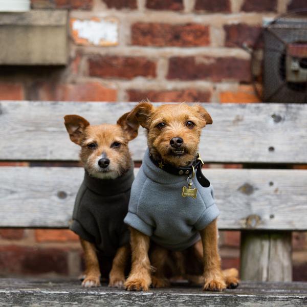 Small Terrier Coat