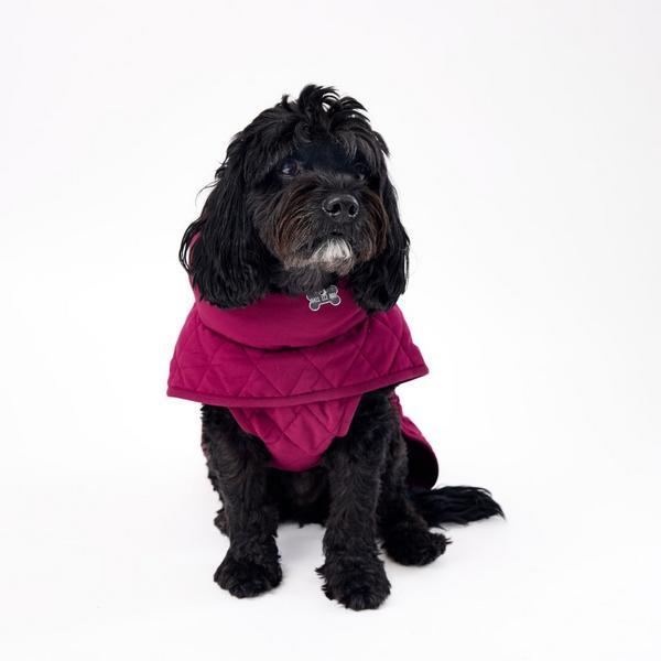 Ultimate Winter Warmer Coat And Double Ended Lead Bundle