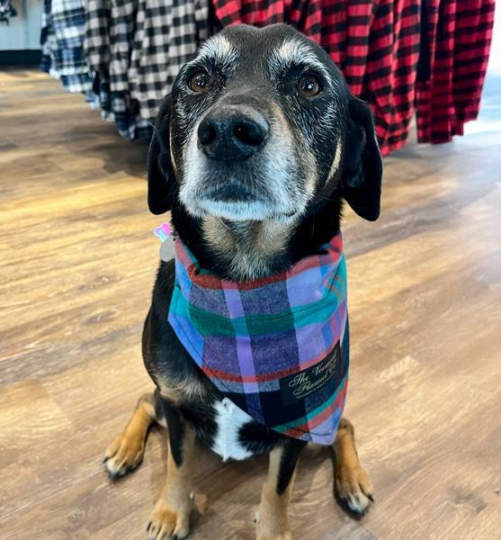 Flannel Bandana Garden Island